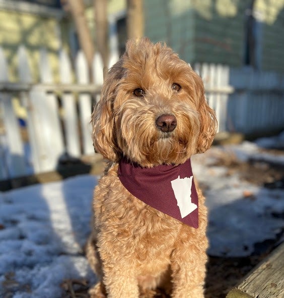 MN Viking and Gopher Team Colors - Dog Bandanas –