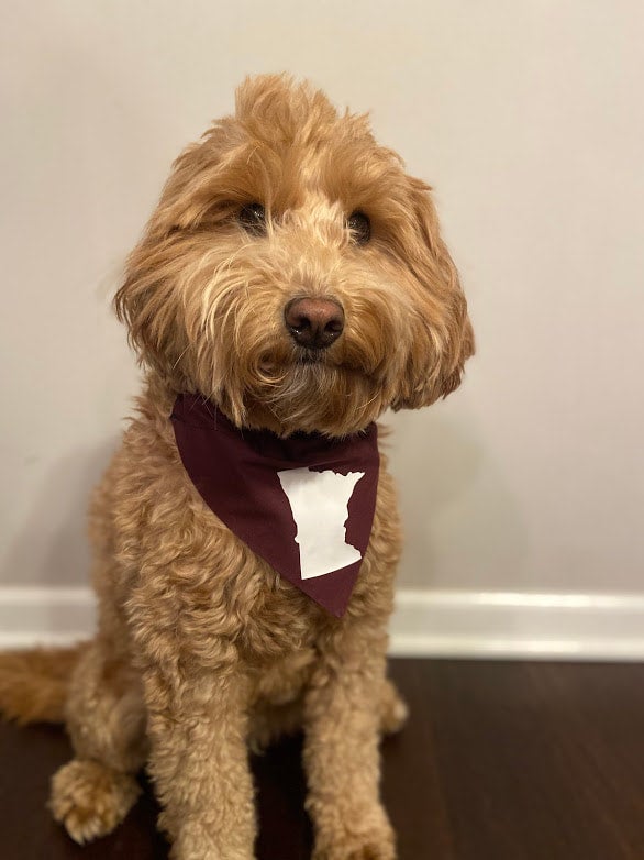 MN Viking and Gopher Team Colors - Dog Bandanas